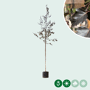 Rode berkenboom